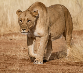Female lion walks across dirt toad