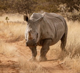 Fototapeta premium Single white rhinoceros stands on a dirt road