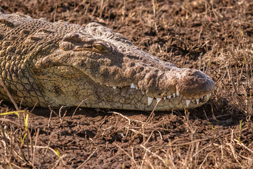 Close-up of the head of a crocodile laying on a river bank