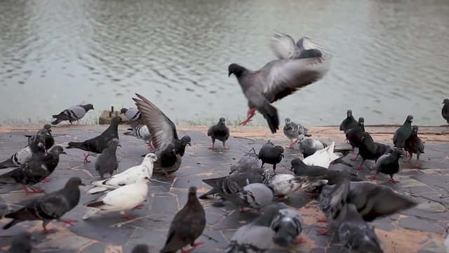 picture of a flying flock of pigeons in surin, thailand
