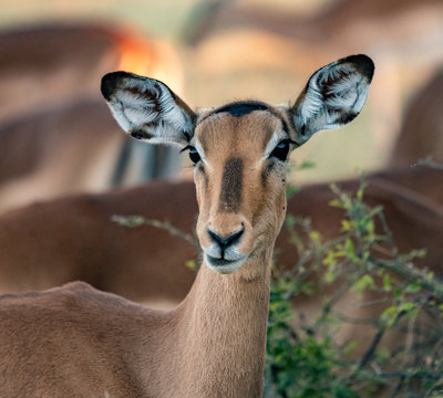 A female impala pauses from eating to look at the photographer