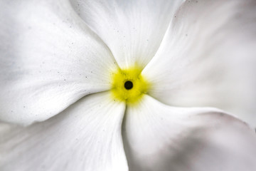 Macro closeup view of white flower petals with strong yellow center 