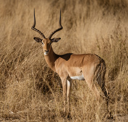 An adult male impala looks around