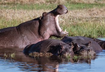 One hippo yawns, to show power over other prostrate hippos