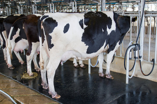 close up - cow milking facility, Milking cow with milking machine modern.