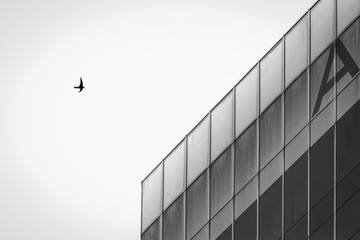 Obraz premium Black and white architecture building with single bird flying above