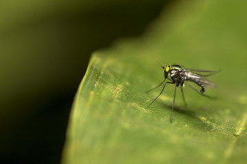 Macro closeup view of mosquito resting on leaf with dark bokeh background