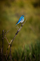 Little Mountain Bluebird