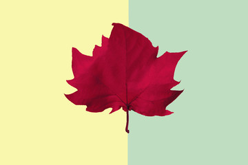 red maple leaf on a yellow and green background, close-up. Autumn Arrives. Fall Background. Flat lay