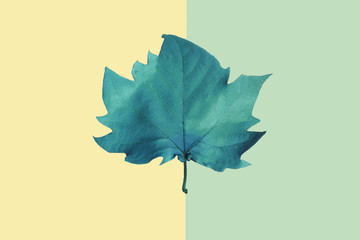 green maple leaf on a yellow and green background, close-up. Autumn Arrives. Fall Background. Flat...