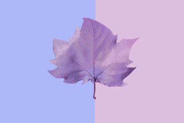 purple maple leaf on a blue and pink background, close-up. Autumn Arrives. Fall Background. Flat lay