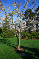 Porsmouth Peace Treaty Cherry Tree