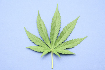 Cannabis Leaf