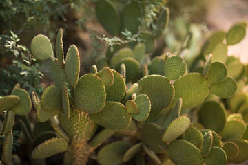 Portrait of a Cactus 