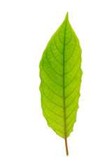 Mitragyna speciosa or Kratom leaves with White Background