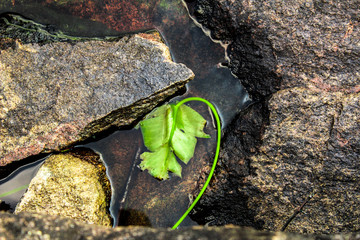 Single leaf in water surrounded by rocks