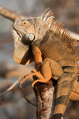 Fototapeta premium Iguana on Tree in Key West, Florida