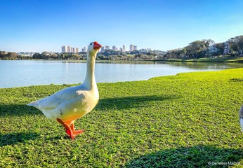 swan on the lake