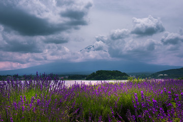 Mountain fuji and lavender fields in summer at lake kawaguchiko.