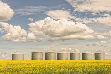 Seven Grain Silos in a Canola Field