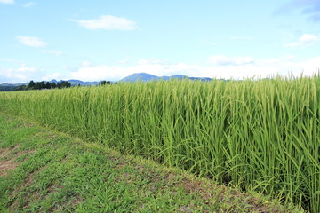 稲穂　青空　秋田県　あきたこまち　8月