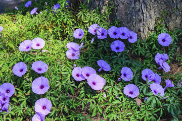 Morning glory on ground