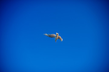 Waved bird Seagull flying over the blue sky