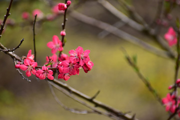 濃いピンクの梅
