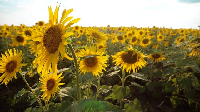 beautiful sunflower Helianthus field of yellow flowers on lifestyle a background of blue sky landscape. slow motion video. a lot of sunflower - a large field of agriculture. collection of biomass oil