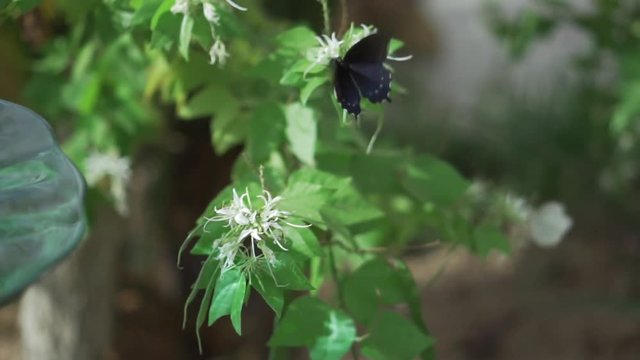 Butterfly Pipevine Swallowtail Flower Hopping Motion
