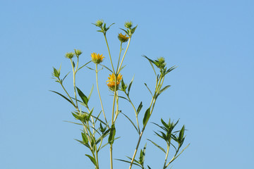 New yellow springtime wildflowers starting to blossom against blue sky