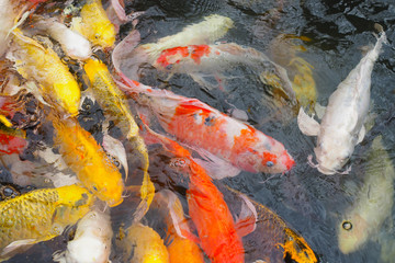 Many koi fish are waiting to eat in the pond