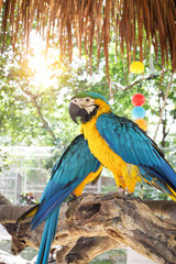 Two parrots on the old branch.