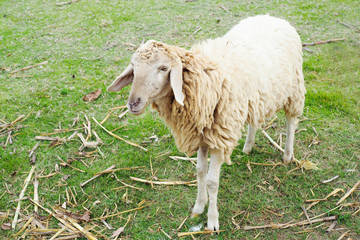 Obraz na płótnie Canvas Sheep in farm with green grass