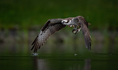Obraz premium Osprey Catching a Fish