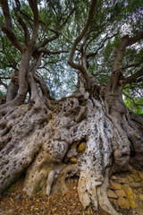 Millennial olive in the medieval village .Roquebrune-Cap-Martin. French Riviera. Cote d'Azur.