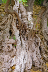 Millennial olive in the medieval village .Roquebrune-Cap-Martin. French Riviera. Cote d'Azur.