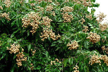 longan bunch on tht longan tree.