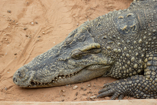 Crocodile Farm In Thailand