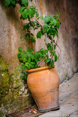 On the streets of a medieval village .Roquebrune-Cap-Martin. French Riviera. Cote d'Azur.