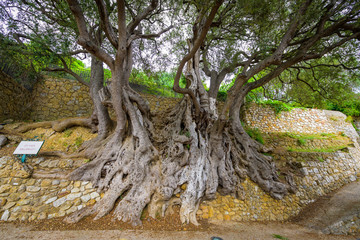 Millennial olive in the medieval village .Roquebrune-Cap-Martin. French Riviera. Cote d'Azur.