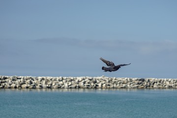 bird over ocean