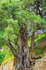 Millennial olive in the medieval village .Roquebrune-Cap-Martin. French Riviera. Cote d'Azur.