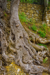 Millennial olive in the medieval village .Roquebrune-Cap-Martin. French Riviera. Cote d'Azur.