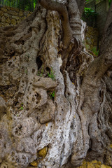 Millennial olive in the medieval village .Roquebrune-Cap-Martin. French Riviera. Cote d'Azur.