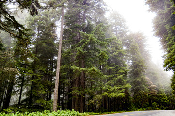 Tall Redwood trees shrouded in fog