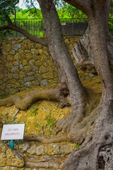 Millennial olive in the medieval village .Roquebrune-Cap-Martin. French Riviera. Cote d'Azur.