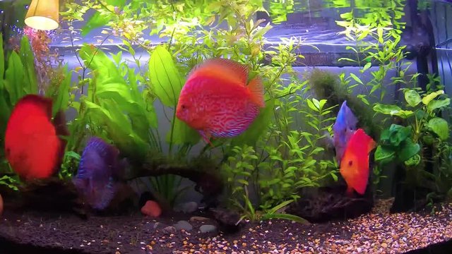 discus fish fish tank time lapse