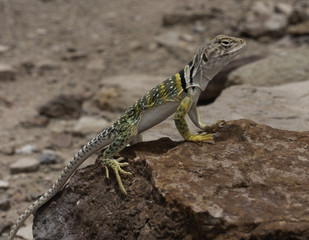 collared lizard in natural habitat