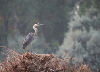 A Great Blue Heron Standing on a  Pile of Branches. Shallow Depth of Field